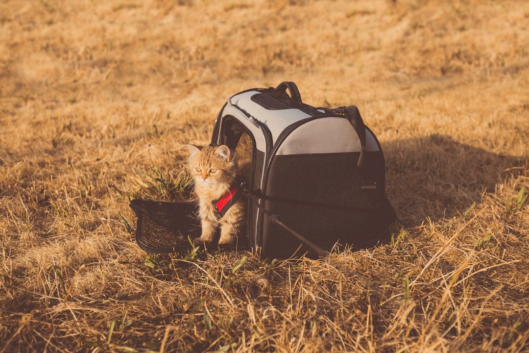A cat steps out beside an open soft-sided pet carrier.