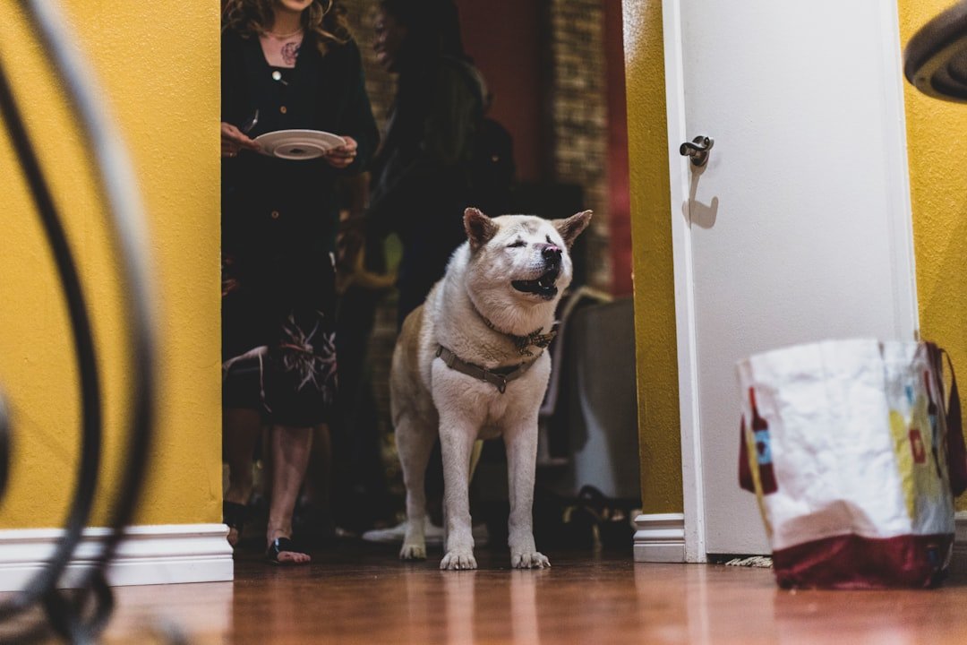 a white dog standing in front of a door