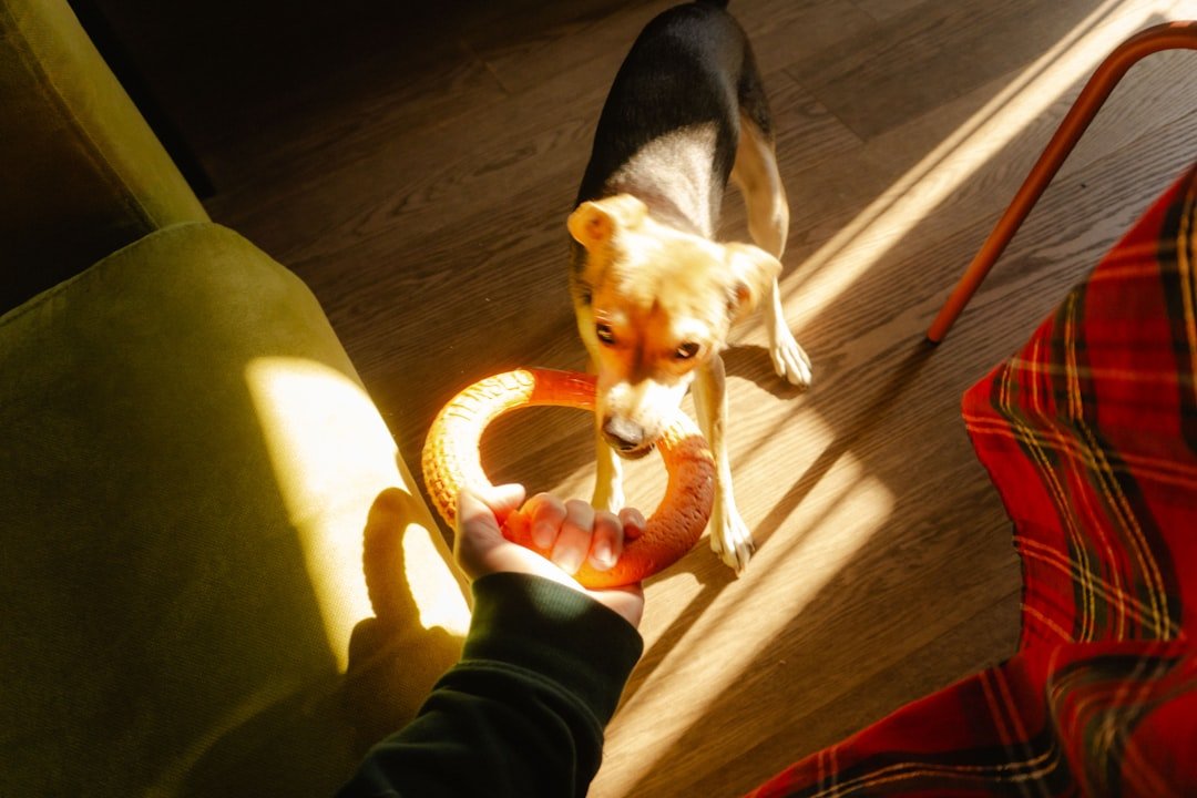 a small dog playing with a toy on the floor