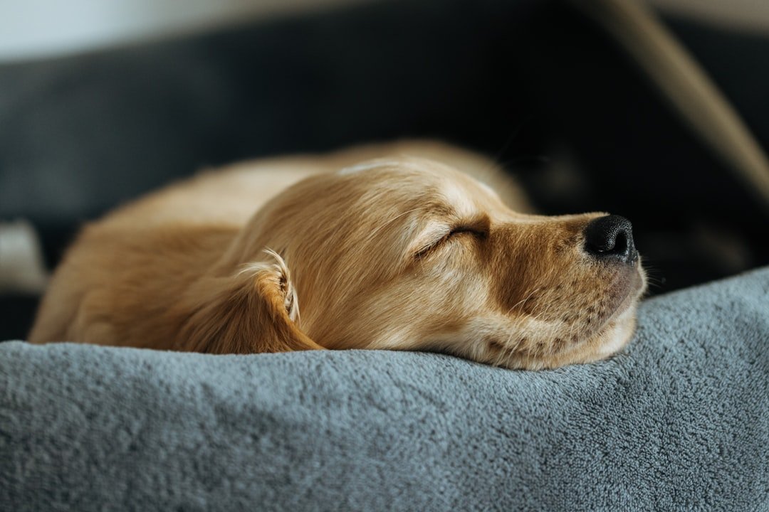 A golden retriever puppy sleeping peacefully in its bed