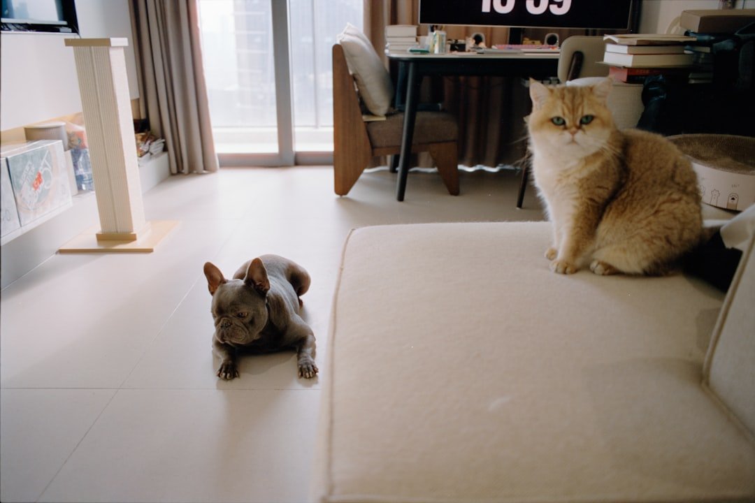Two cats relaxing in a modern living room.